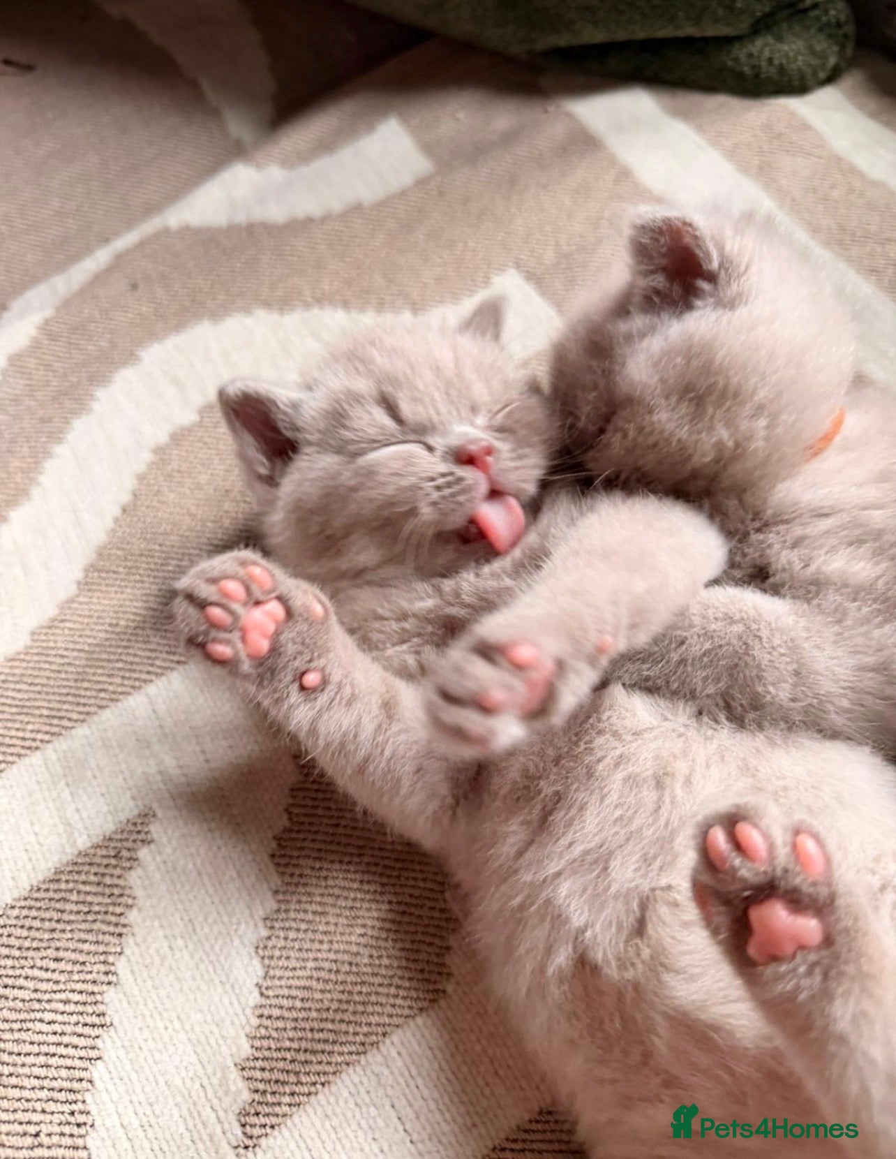 British Shorthair cats Two adorable boys British Shorthair - Advert 1