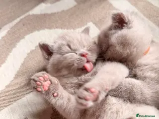 British Shorthair cats Two adorable boys British Shorthair - Advert 1