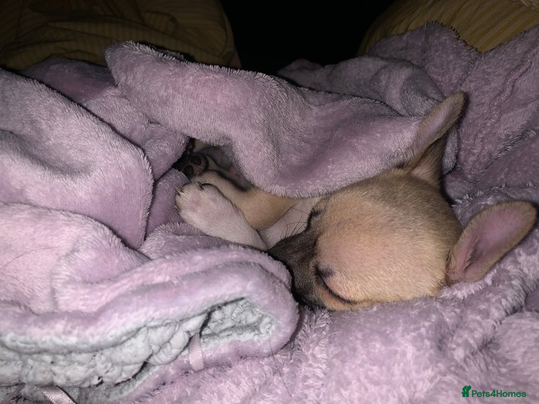 Chihuahua dogs for sale: ❤️ Last little boy ready for his forever home ❤️ - Advert 19