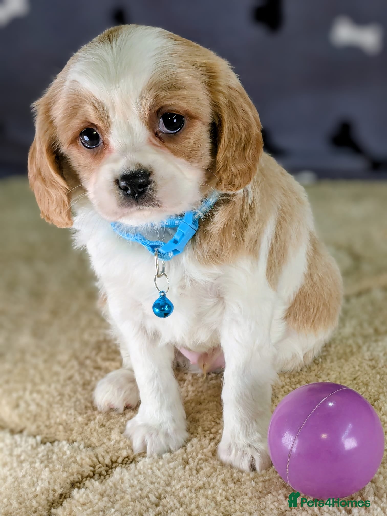 Cavachon dogs Adorable F1B Cavachon Puppies  - Advert 3