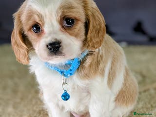 Cavachon dogs Adorable F1B Cavachon Puppies - Advert 2