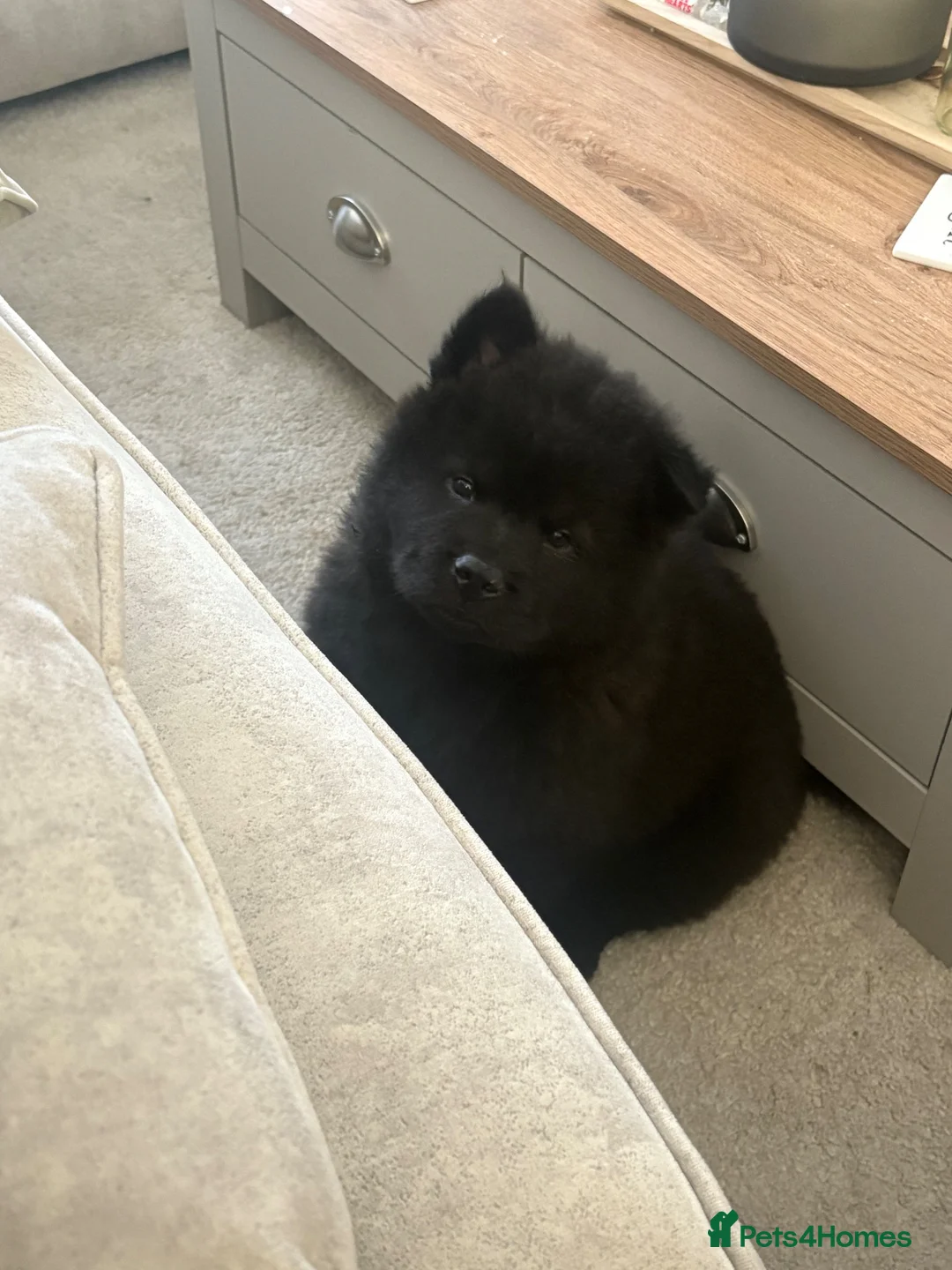 Chow Chow dogs for sale: Chow chow  in Liverpool - Advert 2