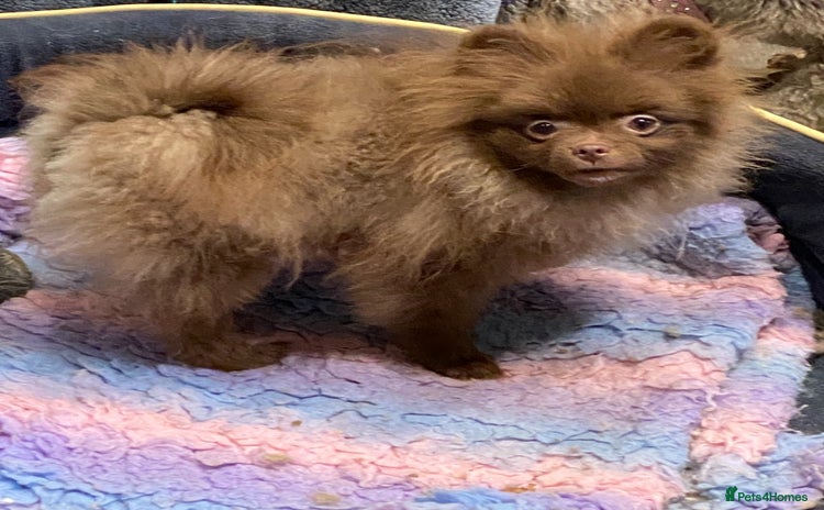 Pomeranian dogs 3 outstanding Pomeranian puppies  - Advert 1