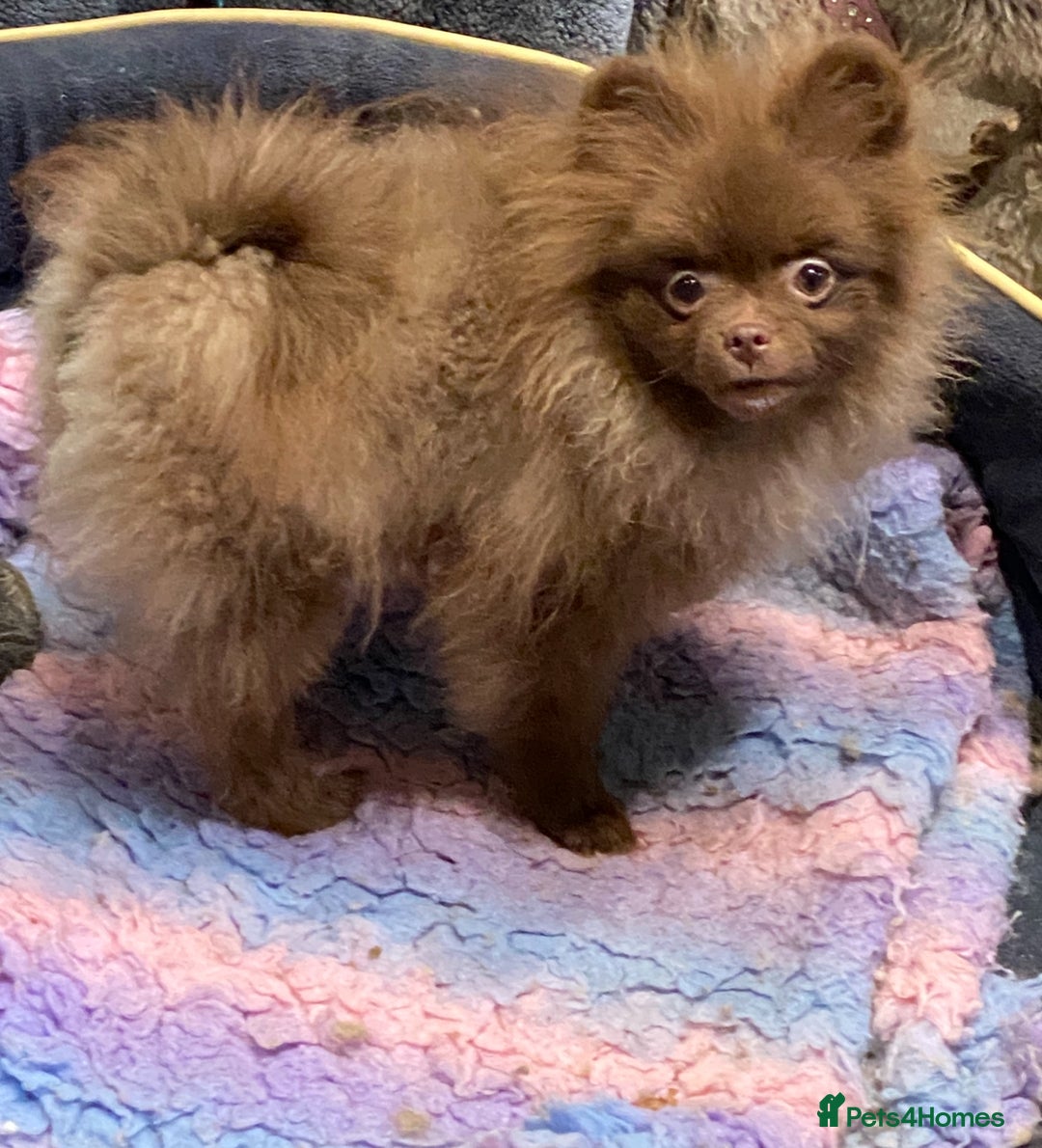 Pomeranian dogs for sale: 1 outstanding Pomeranian boy available  - Advert 1