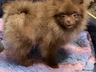 Pomeranian dogs 3 outstanding Pomeranian puppies - Advert 13