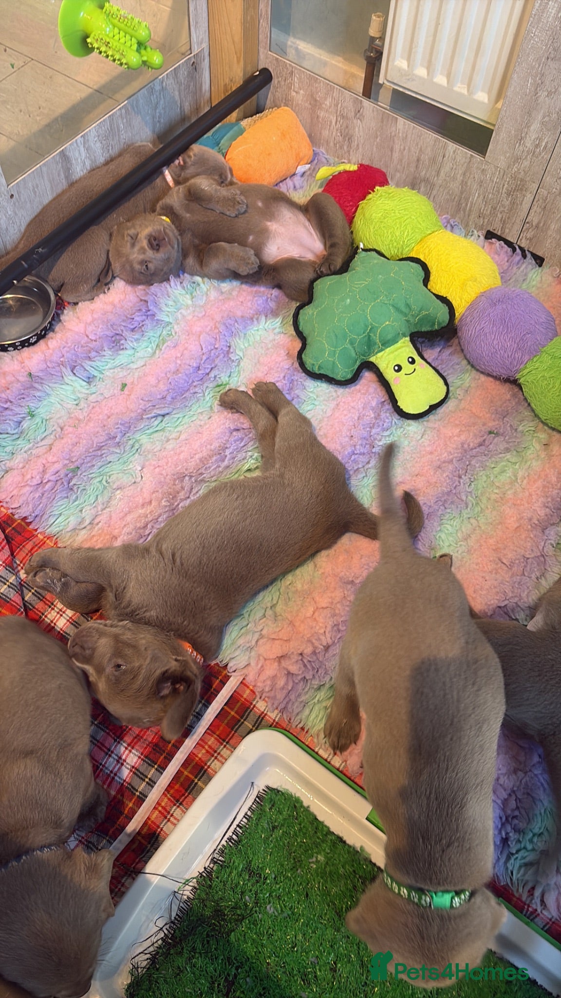 Labrador Retriever dogs KC registered Silver Labrador puppies for sale - Advert 2