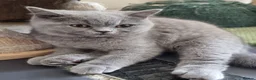 British Shorthair cats for sale: British Shorthair Healthy Vaccinated Microchipped  - Advert 10
