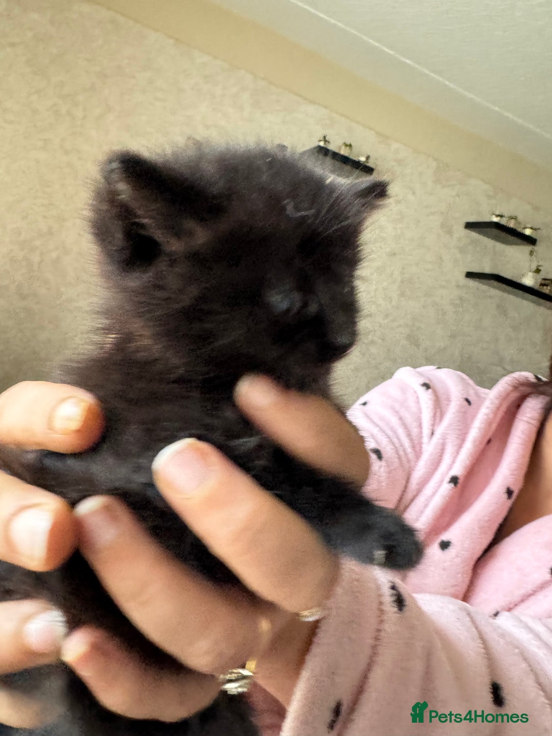 Mixed Breed cats for sale: adorable, cuddly kittens ready to go this weekend - Advert 6