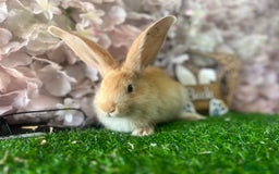 Continental Giant rabbits for sale: Pure continental giant  - Image 2