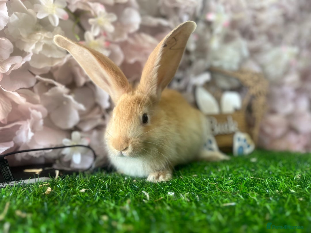 Continental Giant rabbits for sale: Pure continental giant  - Image 2