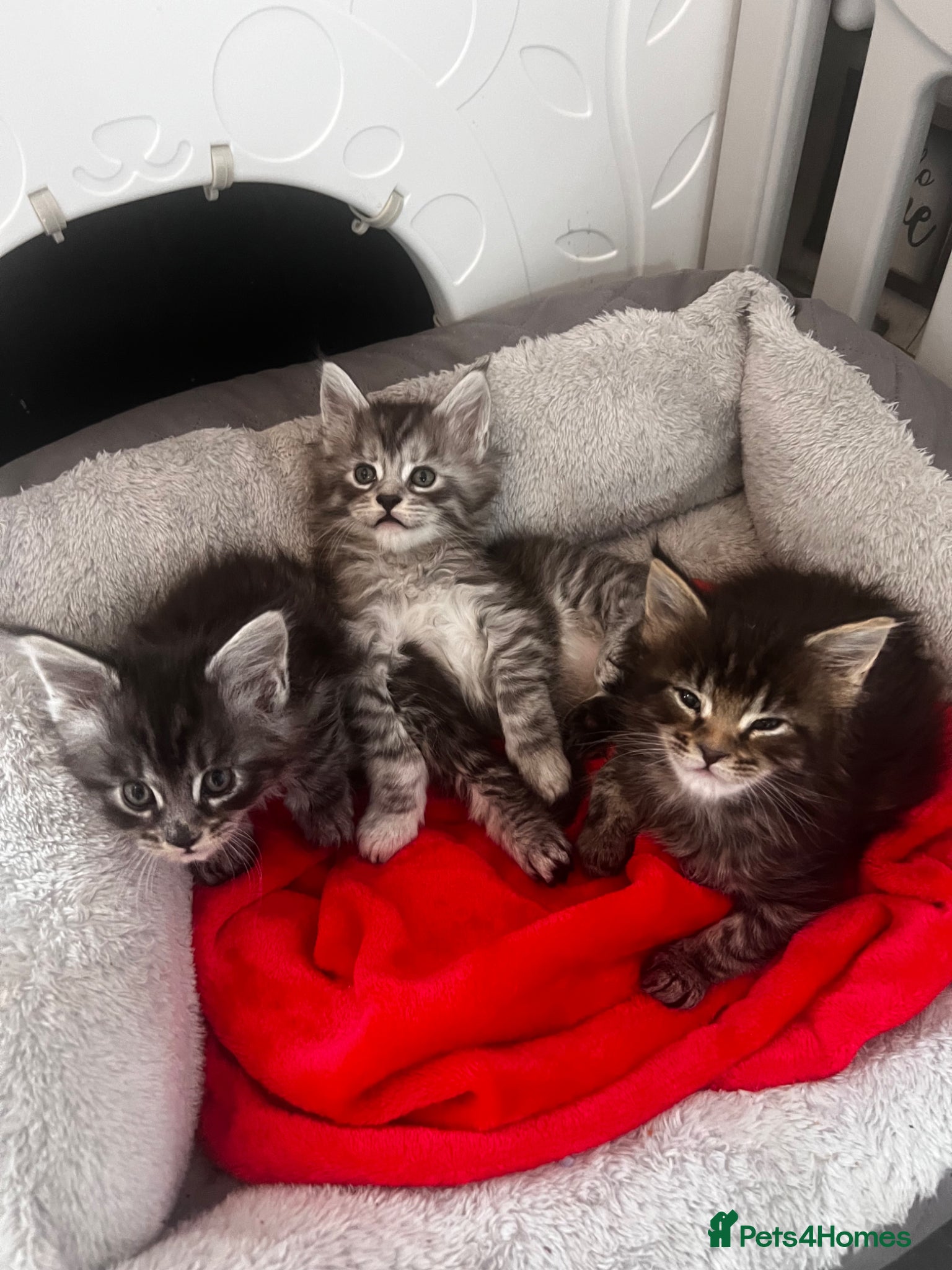 Maine Coon cats Georgeous Maine coon kittens active register - Advert 1