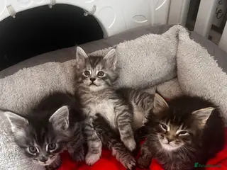 Maine Coon cats Georgeous Maine coon kittens active register - Advert 1