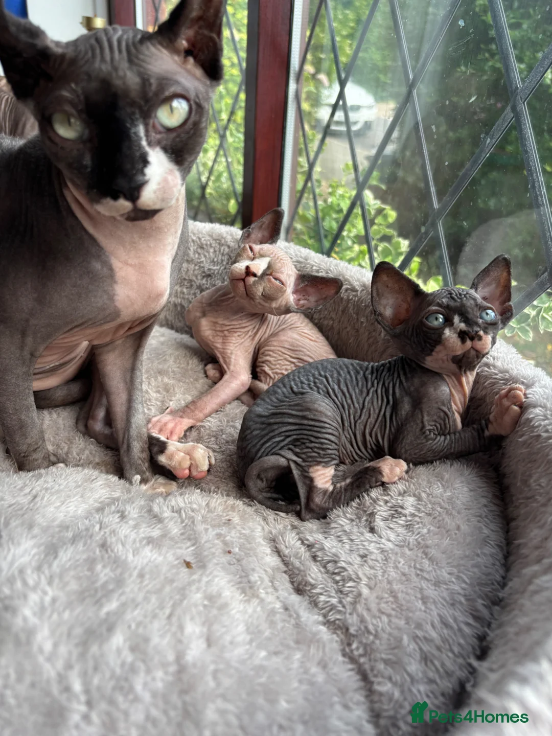 Sphynx cats for sale: 3 Sphynx kittens - Advert 2