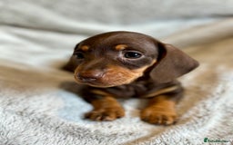 Miniature Dachshund dogs for sale: Adorable Miniature Dachshund Puppies - Image 16