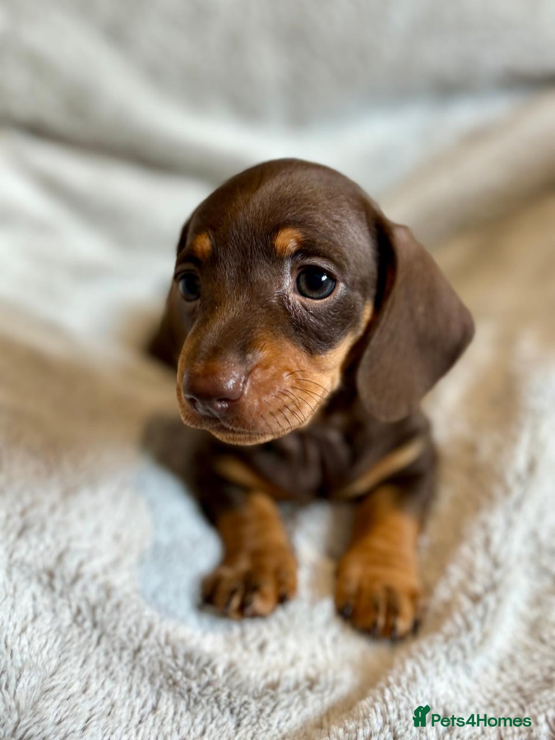 Miniature Dachshund dogs for sale: Adorable Miniature Dachshund Puppies - Image 16