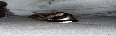 Tuxedo kitten