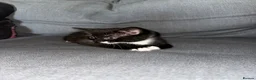 Mixed Breed cats for sale: 5 tuxedo kittens for sale - Advert 5