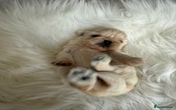 Shih Tzu dogs for sale: Stunning full Imperial Shih Tzu’s - Image 5