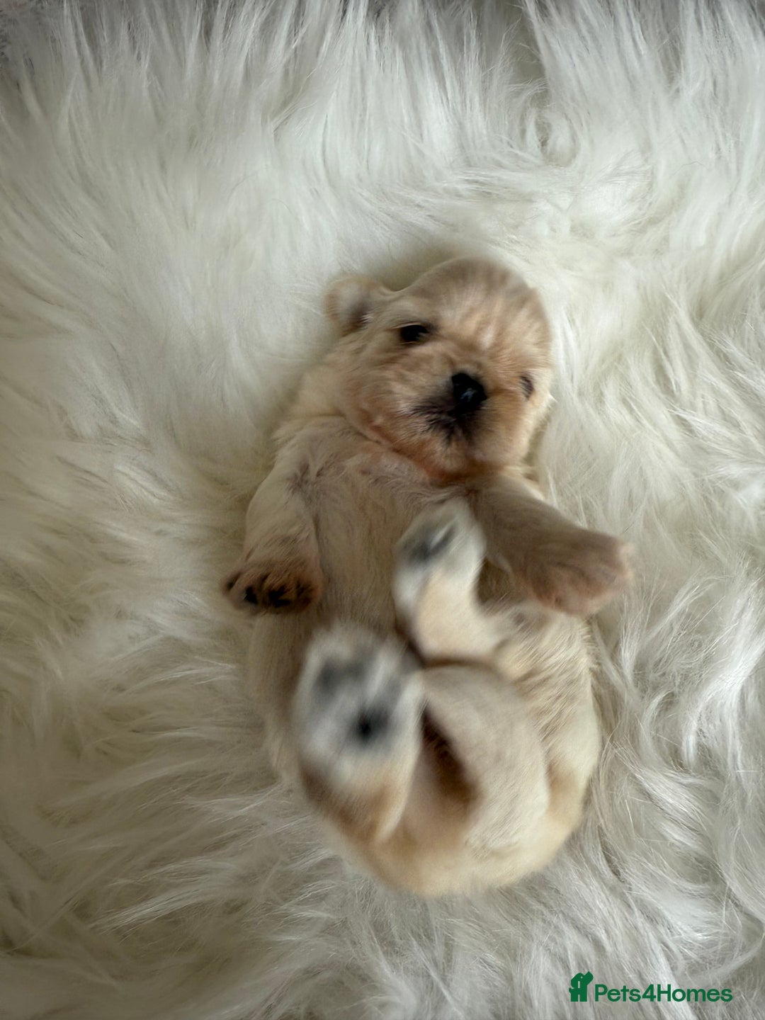 Shih Tzu dogs for sale: Stunning full Imperial Shih Tzu’s - Image 5