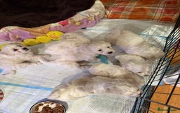 Bichon Frise dogs for sale: Bichons for sale - Image 4
