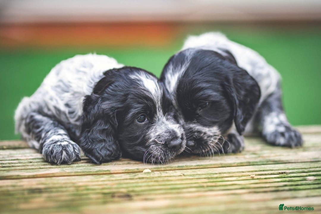 Cocker Spaniel dogs for sale: Waiting list now open kc registered cocker spaniel - Advert 5