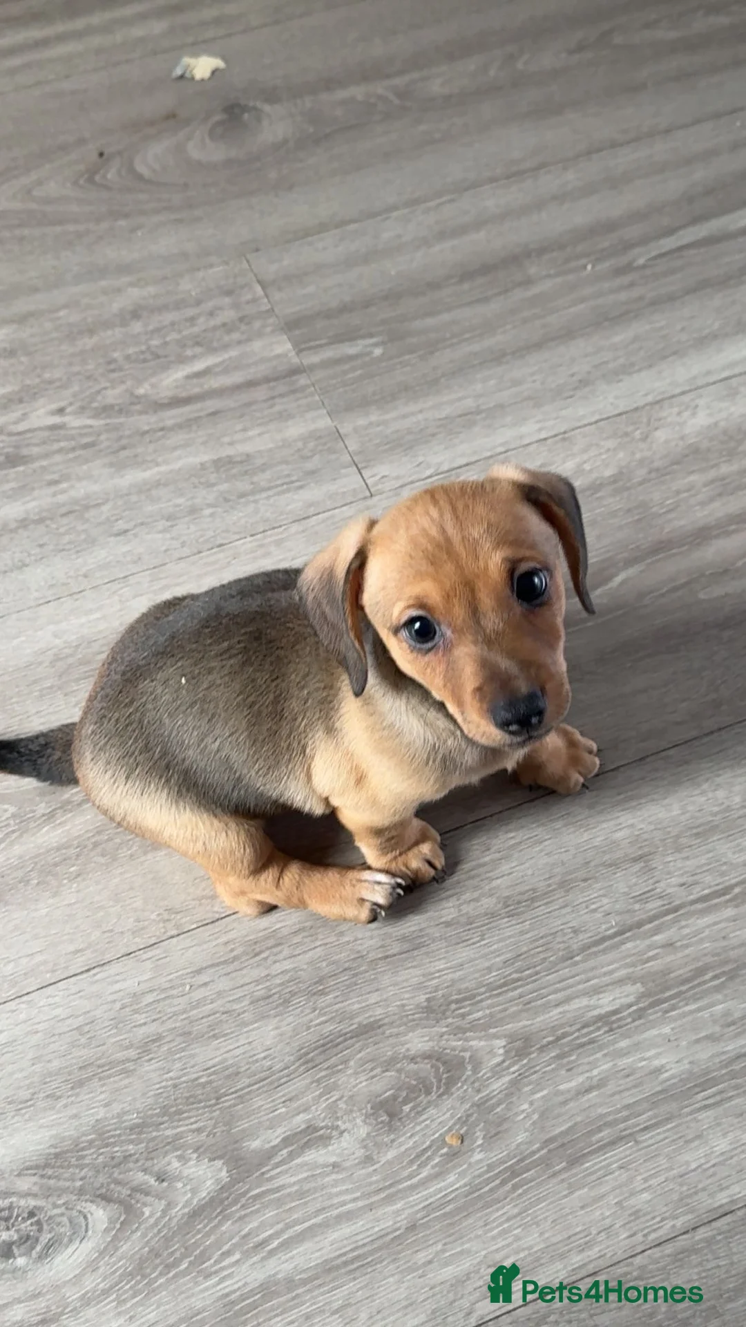 Doxiepoo dogs for sale: 2 beautiful boys remaining out of a litter of 5 - Advert 2