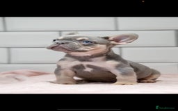 French Bulldog dogs for sale: 💕 READY NOW KC REGISTERED 💕 - Image 4