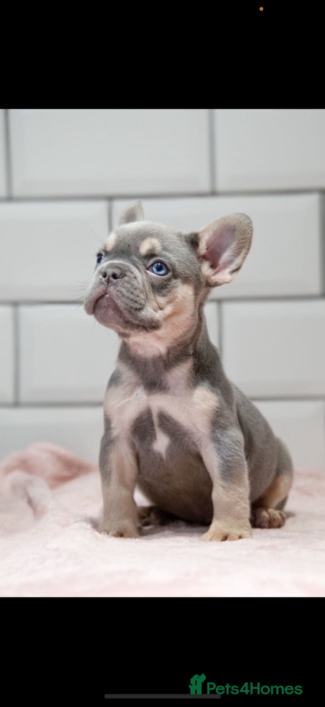 French Bulldog dogs for sale: 💕 READY NOW KC REGISTERED 💕 - Image 4