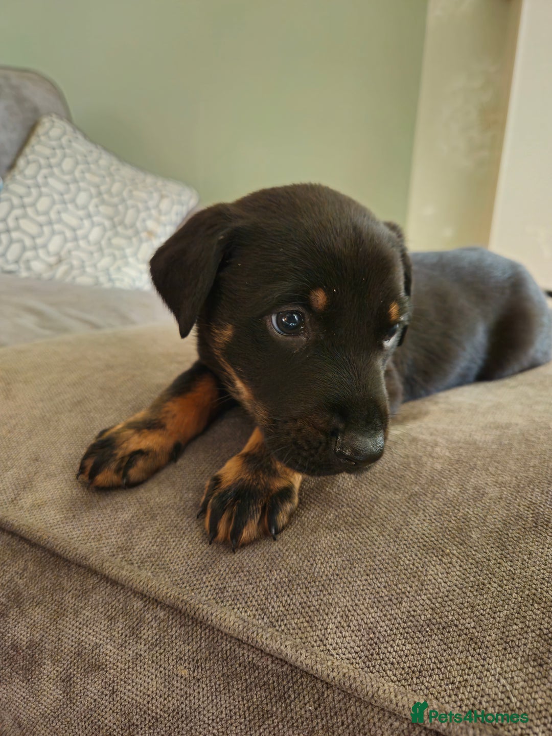 Mixed Breed dogs for sale: Beautiful black German shepherd x doberman  - Advert 2