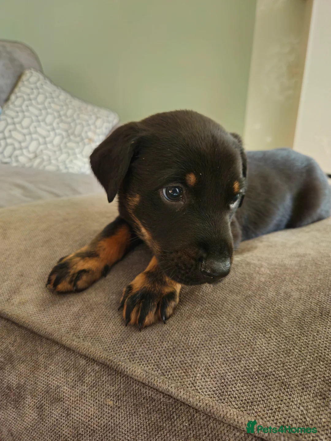 Mixed Breed dogs for sale: Ready to go !!! black German shepherd x doberman  - Advert 2