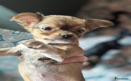 Pomchi dogs for sale: Beautiful female puppy ready now!  in Godstone - Image 32