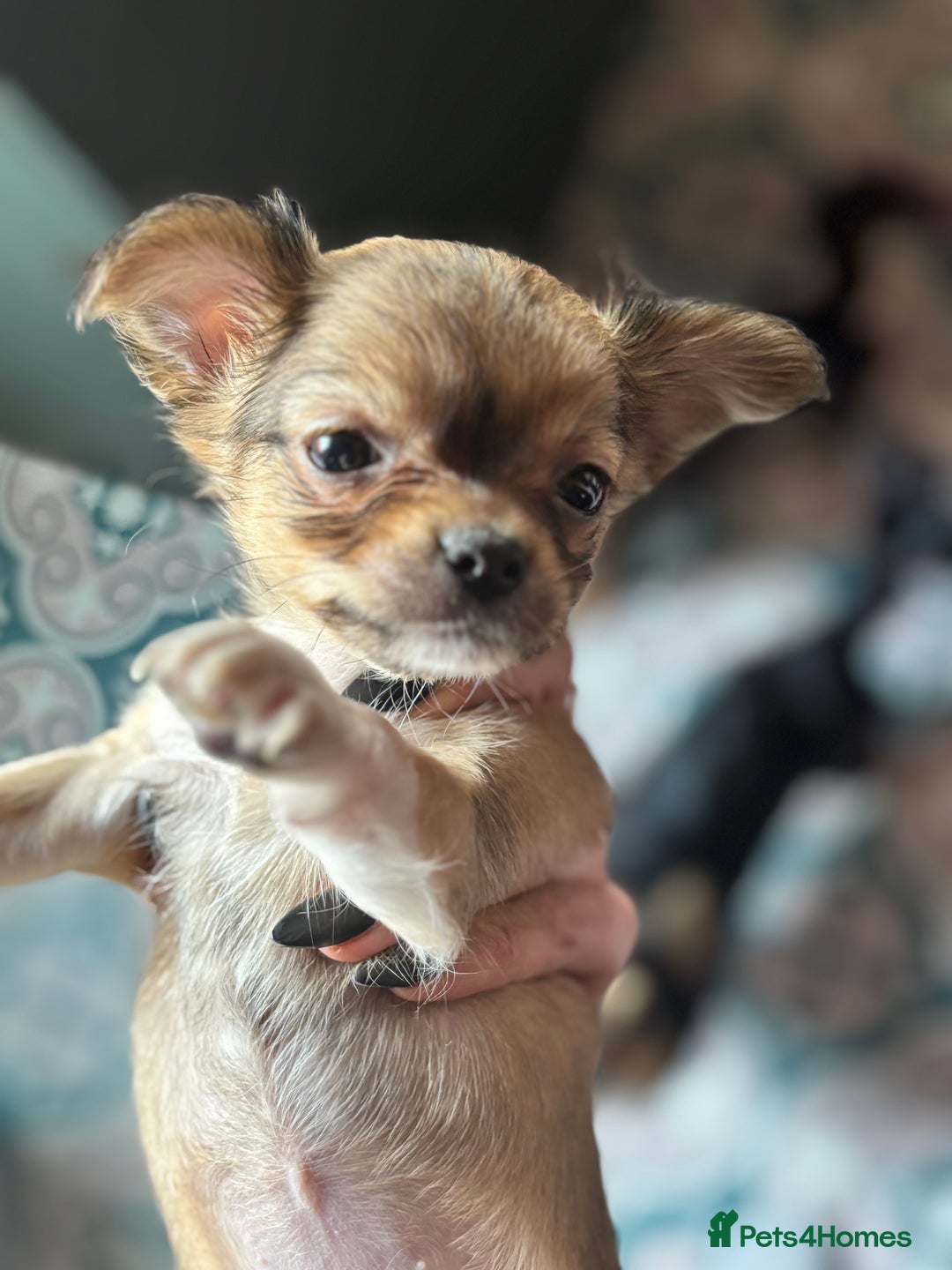 Pomchi dogs for sale: Beautiful female puppy ready now!  in Godstone - Image 32