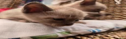 Burmese cats for sale: Outstanding Pedigree Burmese Kittens,Vet checked - Advert 28