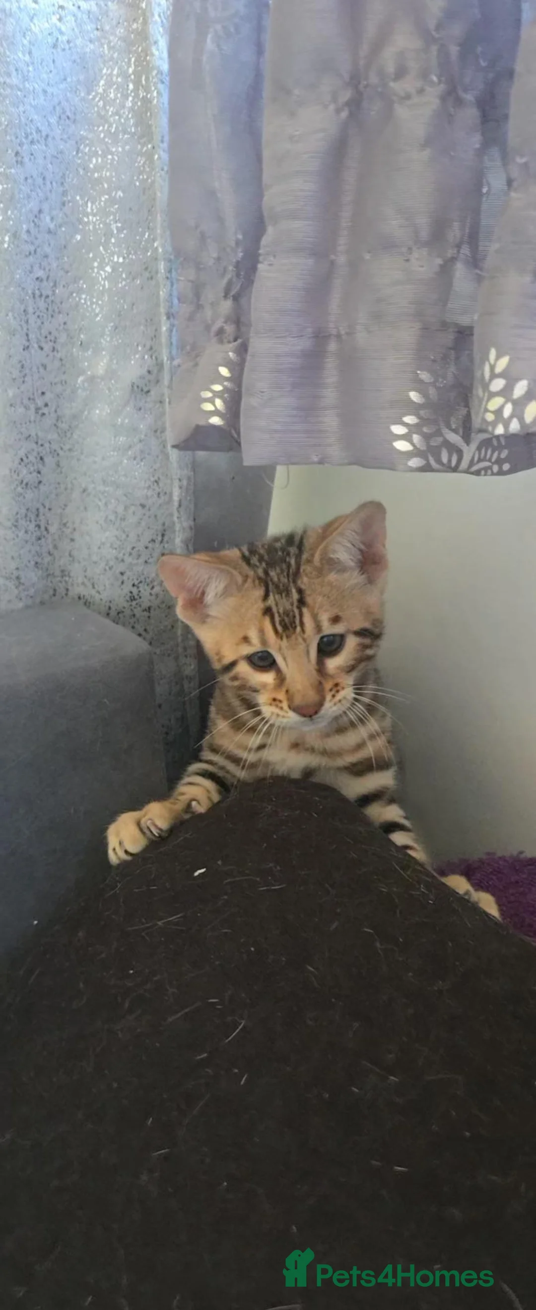 Bengal cats for sale: Bengal in Dundee - Advert 1