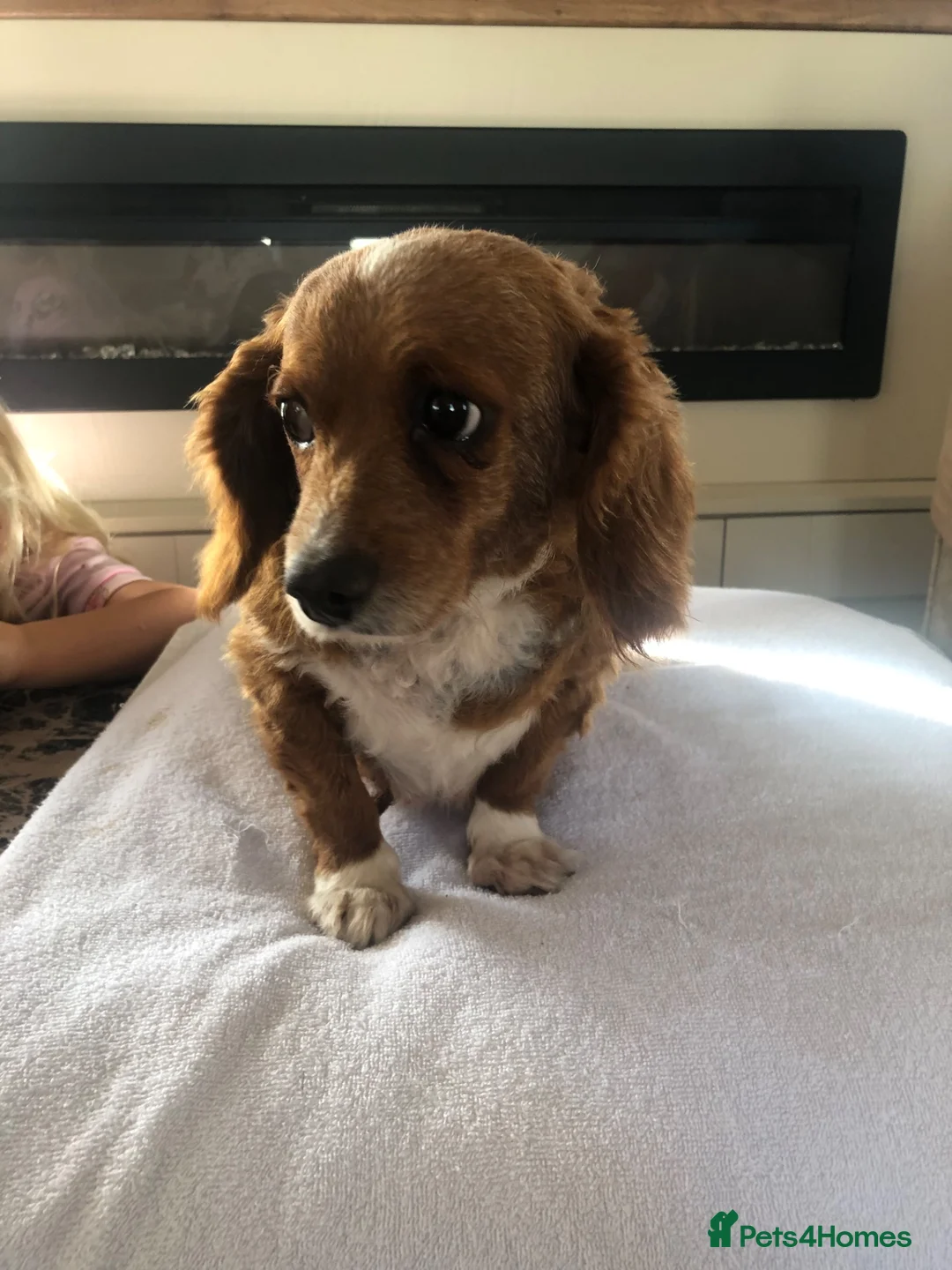 Cavapoochon dogs for sale: 🐾Kitty the cavapoo 🐾 - Advert 2