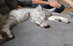 Maine Coon cats for sale: Maine Coon female  - Advert 8
