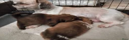 Shih Tzu dogs for sale: Quality Half Imperial Shihtzus. - Advert 10