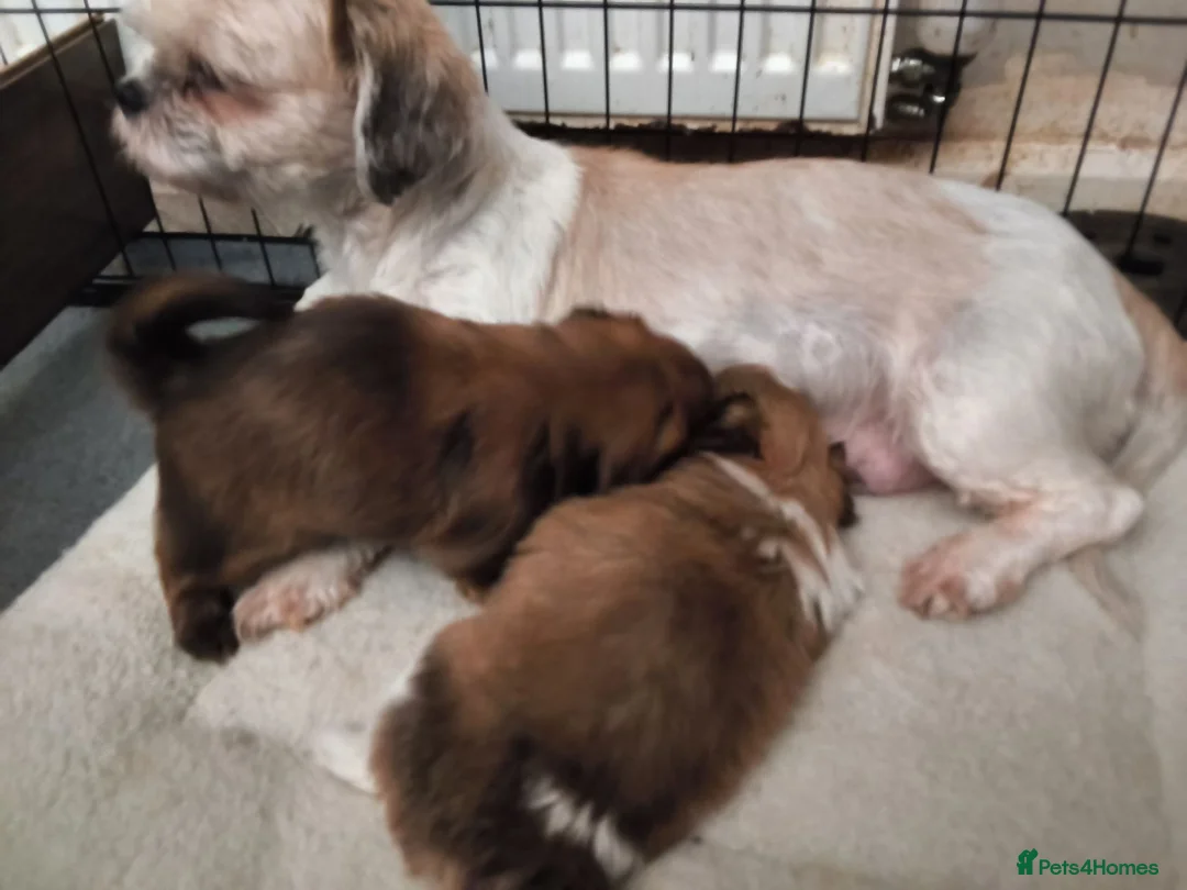 Shih Tzu dogs for sale: Quality Half Imperial Shihtzus. - Advert 10