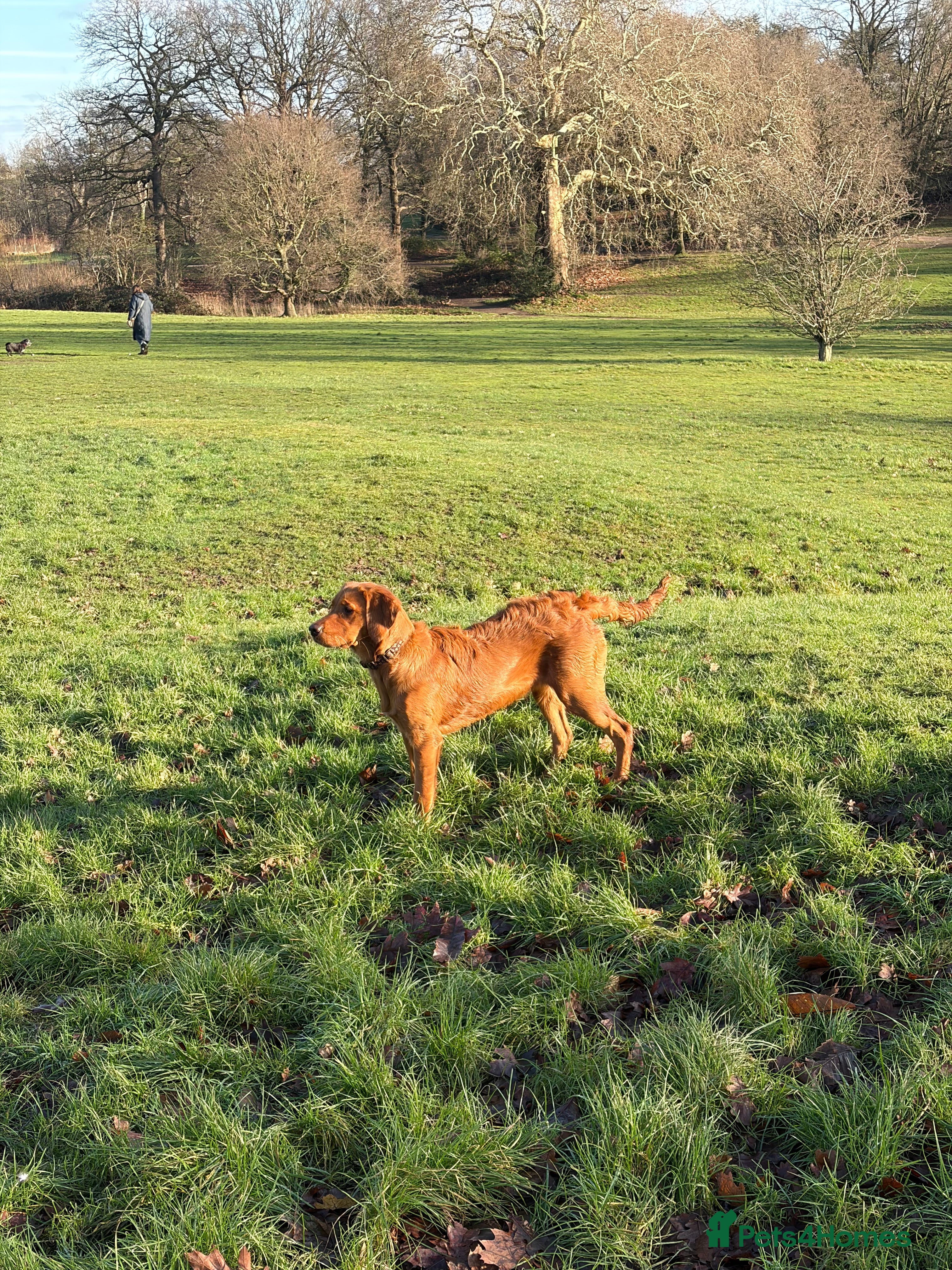 Golden Retriever dogs Beautiful Young Working Golden Retriever Female - Advert 3