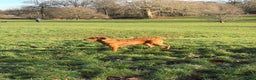 Golden Retriever dogs for sale: Beautiful Young Working Golden Retriever Female - Advert 1