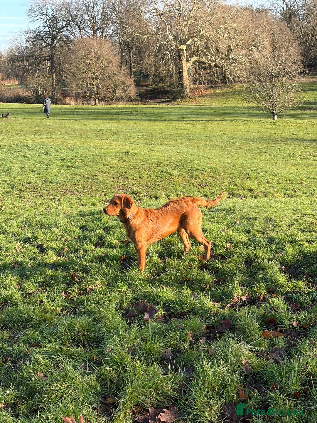 Golden Retriever dogs for sale: Beautiful Young Working Golden Retriever Female - Advert 1