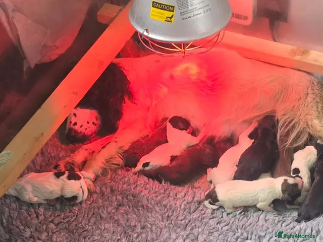 Sprocker dogs for sale: F1 sprocker pups - Advert 3