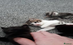 European cats for sale: Four Gorgeous Kittens Looking for Forever Homes - Image 3