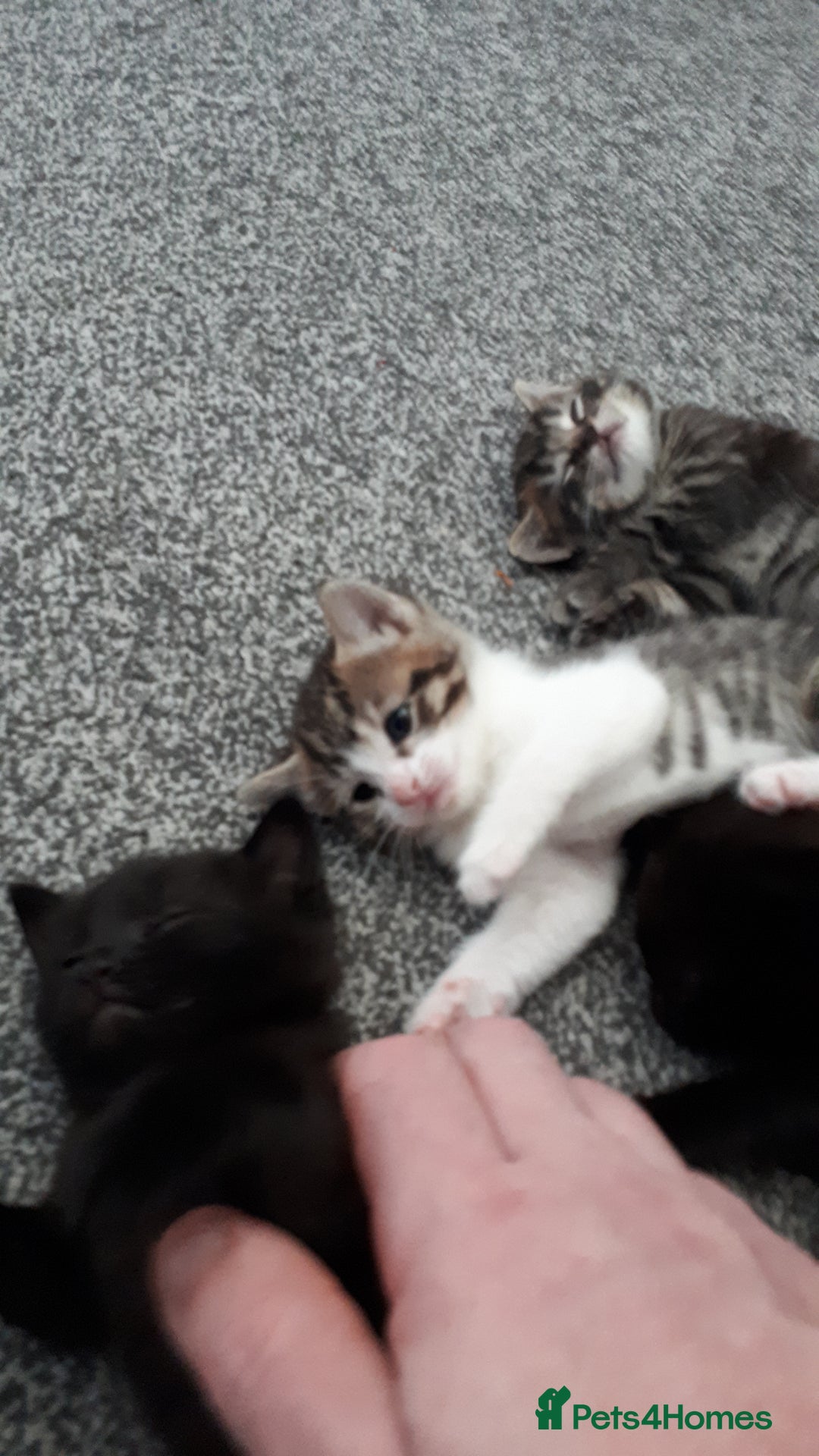 European cats for sale: Four Gorgeous Kittens Looking for Forever Homes - Image 3
