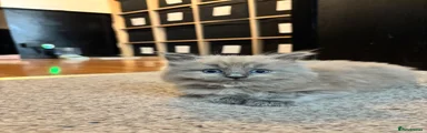 Ragdoll 2