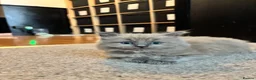 Ragdoll cats for sale: Ragdoll x mink tonkinese kittens  - Advert 14