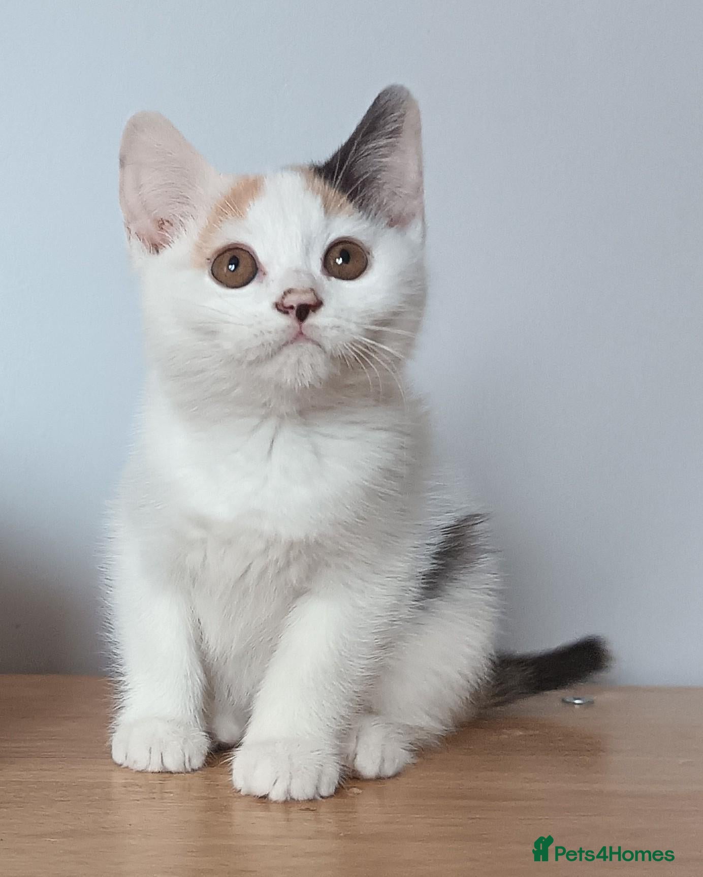 Scottish Fold cats Beautiful kittens - Advert 6