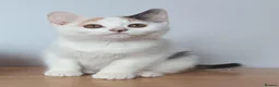 Scottish Fold cats for sale: Beautiful kittens - Advert 21