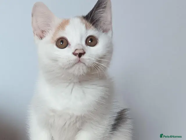 Scottish Fold cats for sale: Beautiful kittens - Advert 2