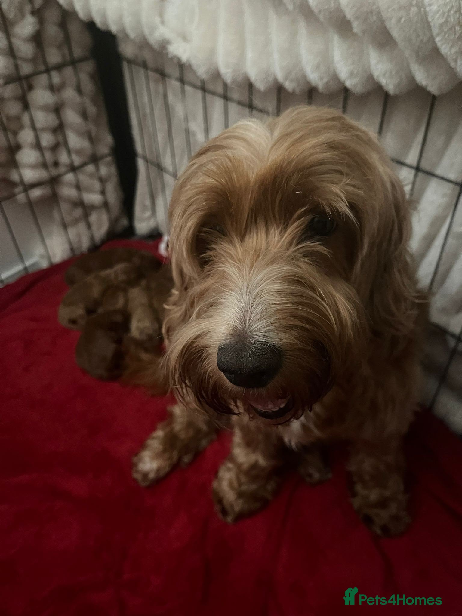Cockapoo dogs 7 DEEP RED COCKAPOO’S‼️ - Advert 7